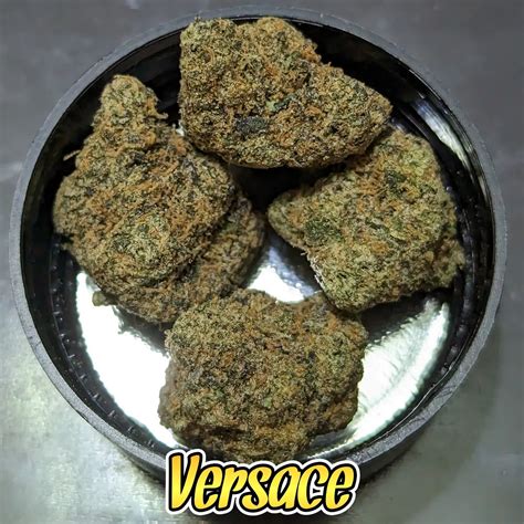 Versace strain review